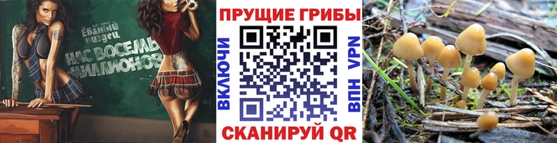 Галлюциногенные грибы Psilocybe  где продают наркотики  Елизаветинская 